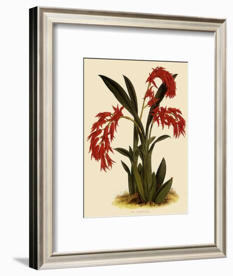 Ada Aurantica-John Nugent Fitch-Framed Giclee Print