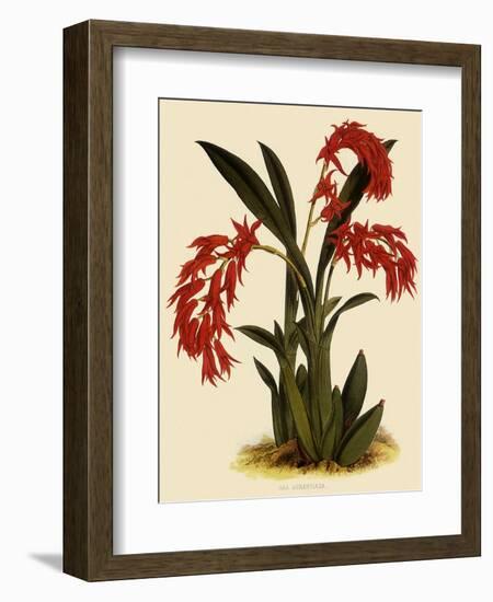 Ada Aurantica-John Nugent Fitch-Framed Giclee Print