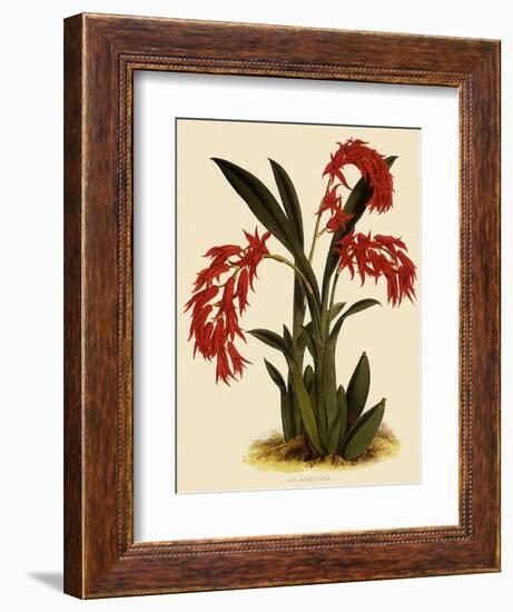 Ada Aurantica-John Nugent Fitch-Framed Giclee Print