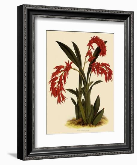 Ada Aurantica-John Nugent Fitch-Framed Giclee Print