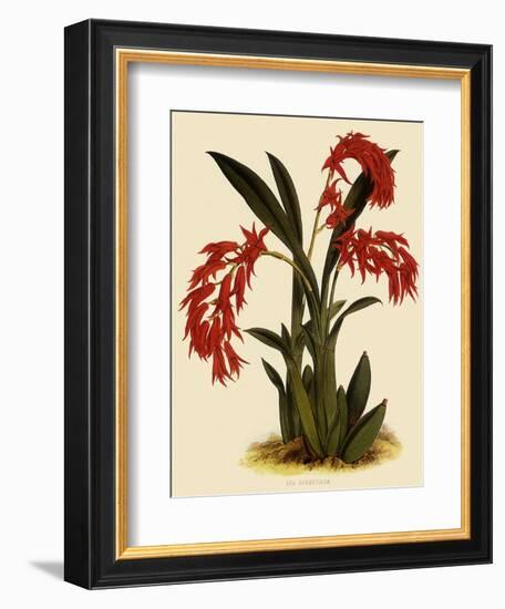 Ada Aurantica-John Nugent Fitch-Framed Giclee Print