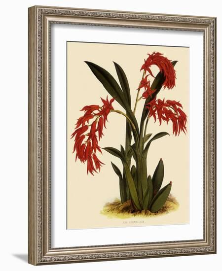 Ada Aurantica-John Nugent Fitch-Framed Giclee Print