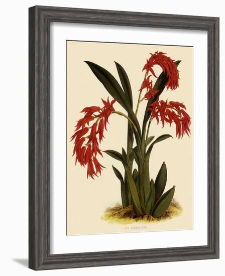 Ada Aurantica-John Nugent Fitch-Framed Giclee Print