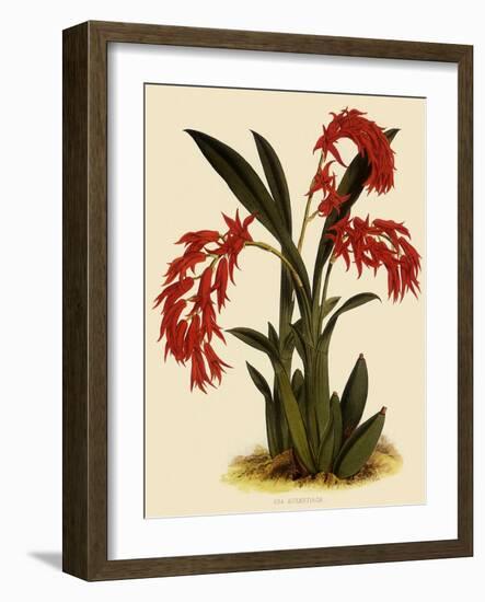 Ada Aurantica-John Nugent Fitch-Framed Giclee Print