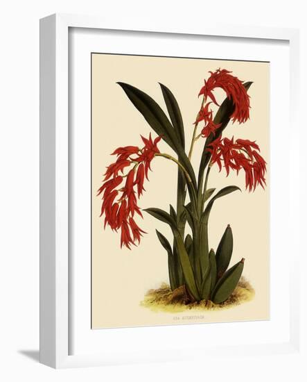 Ada Aurantica-John Nugent Fitch-Framed Giclee Print