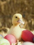 Duckling with Easter Eggs-Ada Summer-Photographic Print