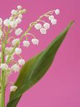 Lily of the valley-Ada Summer-Photographic Print