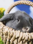 Lop-eared Easter bunny-Ada Summer-Photographic Print