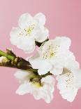 White cherry blossoms-Ada Summer-Photographic Print