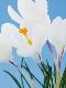 Premium Photographic Print