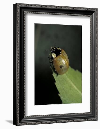 Adalia Bipunctata (Twospotted Lady Beetle) - Begining to Be Colored-Paul Starosta-Framed Photographic Print