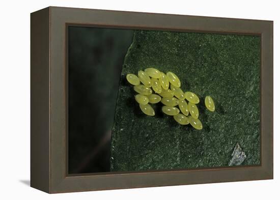 Adalia Bipunctata (Twospotted Lady Beetle) - Eggs-Paul Starosta-Framed Premier Image Canvas
