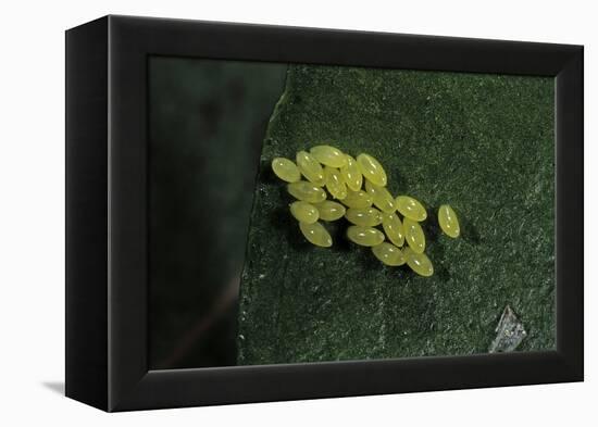 Adalia Bipunctata (Twospotted Lady Beetle) - Eggs-Paul Starosta-Framed Premier Image Canvas