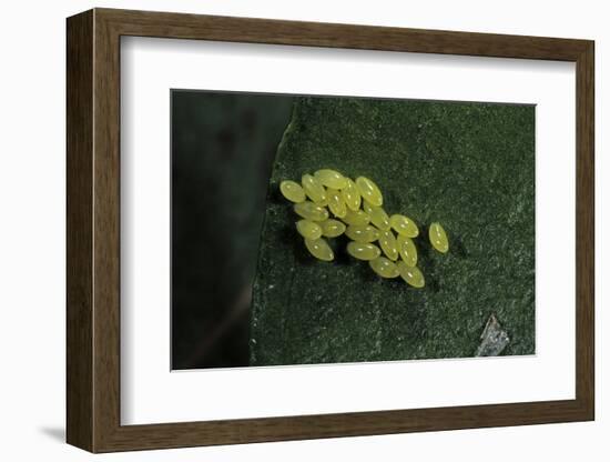 Adalia Bipunctata (Twospotted Lady Beetle) - Eggs-Paul Starosta-Framed Photographic Print