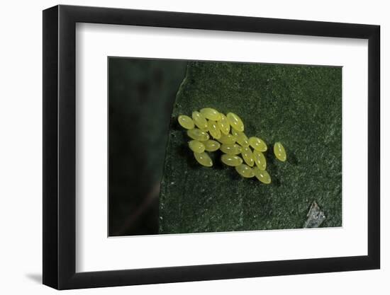 Adalia Bipunctata (Twospotted Lady Beetle) - Eggs-Paul Starosta-Framed Photographic Print