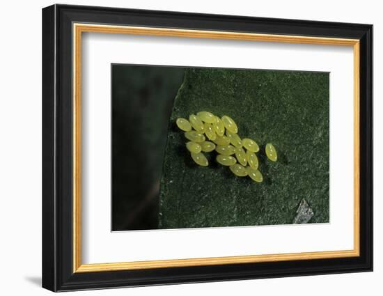 Adalia Bipunctata (Twospotted Lady Beetle) - Eggs-Paul Starosta-Framed Photographic Print