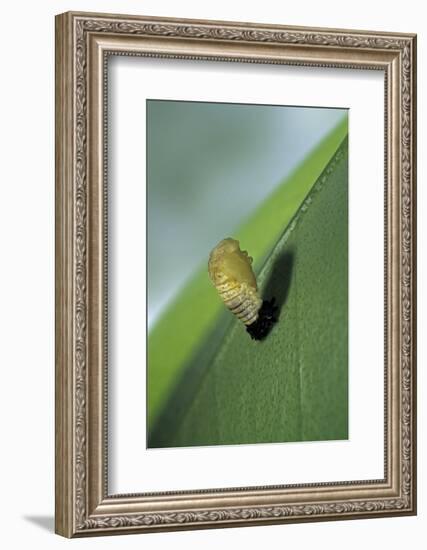 Adalia Bipunctata (Twospotted Lady Beetle) - Emerging of the Nymph-Paul Starosta-Framed Photographic Print