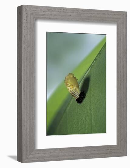 Adalia Bipunctata (Twospotted Lady Beetle) - Emerging of the Nymph-Paul Starosta-Framed Photographic Print