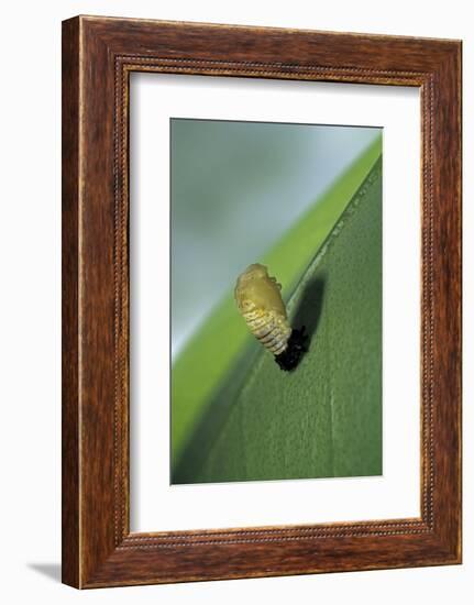 Adalia Bipunctata (Twospotted Lady Beetle) - Emerging of the Nymph-Paul Starosta-Framed Photographic Print