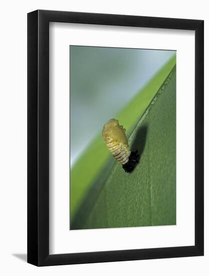 Adalia Bipunctata (Twospotted Lady Beetle) - Emerging of the Nymph-Paul Starosta-Framed Photographic Print