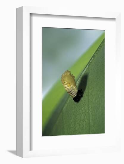 Adalia Bipunctata (Twospotted Lady Beetle) - Emerging of the Nymph-Paul Starosta-Framed Photographic Print