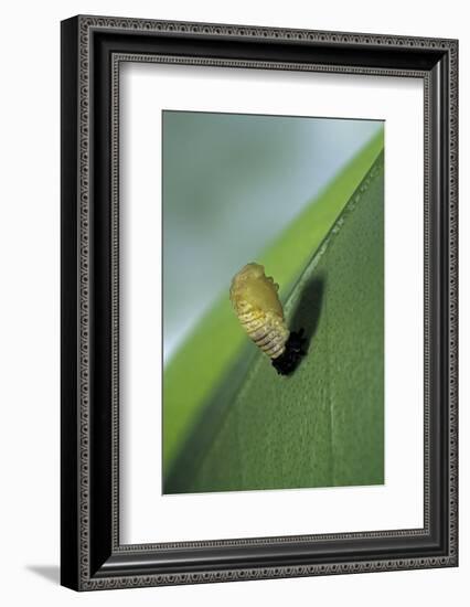 Adalia Bipunctata (Twospotted Lady Beetle) - Emerging of the Nymph-Paul Starosta-Framed Photographic Print