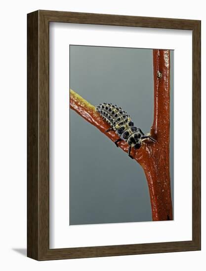 Adalia Bipunctata (Twospotted Lady Beetle) - Larva-Paul Starosta-Framed Photographic Print