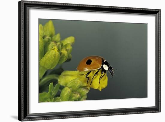 Adalia Bipunctata (Twospotted Lady Beetle)-Paul Starosta-Framed Photographic Print