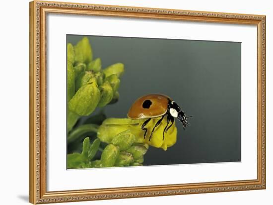 Adalia Bipunctata (Twospotted Lady Beetle)-Paul Starosta-Framed Photographic Print