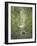 Adam and Eve and Snake by Dore-Science Source-Framed Giclee Print