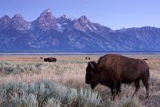 Bison in a Meadow with the Teton Mountain Range as a Backdrop, Grand Teton National Park, Wyoming-Adam Barker-Framed Premier Image Canvas