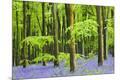 Photographic Print