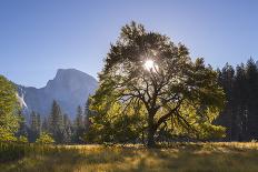 Half Dome and Elm Tree in Cooks Meadow, Yosemite Valley, California, USA. Autumn (October)-Adam Burton-Photographic Print