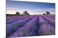 Premium Photographic Print