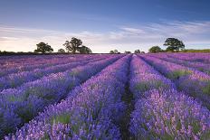 Lavender Field at Dawn, Somerset, England. Summer (July)-Adam Burton-Photographic Print