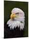 Premium Photographic Print