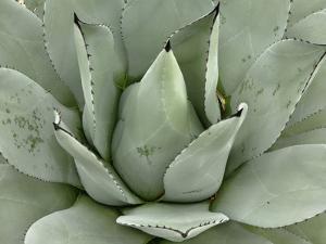Beautiful Agave Plant Artwork For Posters And Prints Art Agave Plant Pattern