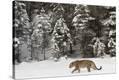Stretched Canvas Print