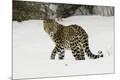 Premium Photographic Print