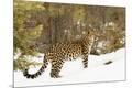 Premium Photographic Print