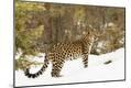 Premium Photographic Print