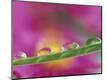 Photographic Print