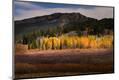 Photographic Print