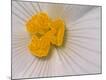 Premium Photographic Print