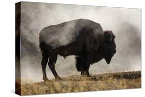 Buffalo Bison Canvas Art Prints Paintings Posters Framed Wall Artwork For Sale Art Com