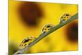 Premium Photographic Print