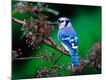 Premium Photographic Print