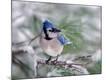 Premium Photographic Print