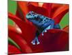 Premium Photographic Print