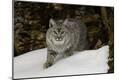 Premium Photographic Print
